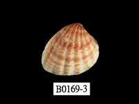 藏品(算盤蛤)的圖片